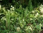 Image result for Nephrolepis undulata