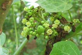 Image result for Jatropha curcas