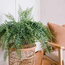 It was dry underneath, leaves falling off and it surely was having a bad hair day because i couldn't get it to fluff up. Boston Fern Plant Care Growing Guide