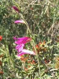 Image result for Gladiolus zimbabweensis