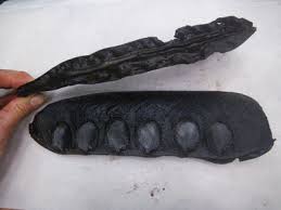 Image result for Brachystegia allenii × boehmii