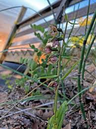 Image result for Epipactis