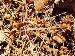 How To Get Rid Of Stickers In Your Yard Healthy Lawn Desert Landscaping Lawn