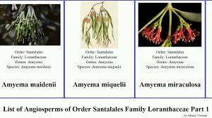 Image result for Actinanthella