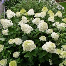 Like the oak leaf hydrangea, which is very popular here and has a wild cousin in our backwoods, limelight is not affected by the frequent late freezes that send mop head lovers running for cover. Die Rispen Hortensie Limelight Zeichnet Sich Durch Grosse Feste Aufrechte Blutenrispen Aus Welche Von Juli Bis In Den Spatsommer Bluhen Native Plants