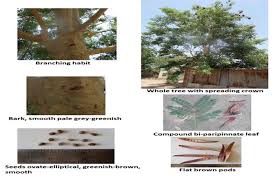 Image result for Albizia procera