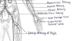 Exercise 32 Anatomy Of Blood Vessels Flashcards Easy