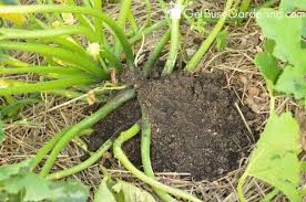 Check spelling or type a new query. How To Get Rid Of Squash Vine Borers Organically Get Busy Gardening