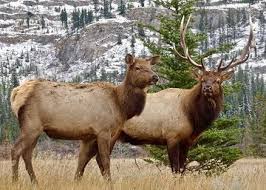 Denver's premier wild game processor. Bountiful Meats Processing Custom Meat Processing Wild Game Processing Meat Shares