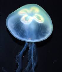 Moon Jellyfish Drawing Dromggo Top Jellyfish Drawing Jellyfish Painting Jellyfish Illustration