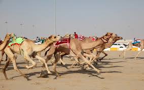 That's why a camel can drink more than 200 pints in just 10 minutes. Camel Racing In Dubai Breeds Race Tracks More Mybayut