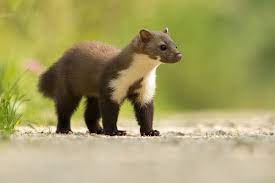 steinmarder stone marten by urs zimmermann animals beautiful animals animal humor dog