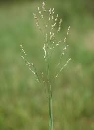 Image result for Panicum fluviicola