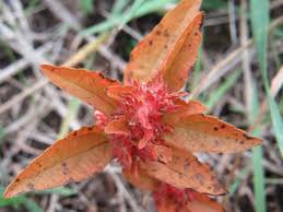 Image result for Acalypha polymorpha