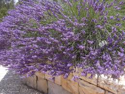 Image result for Lavandula angustifolia `Vera`