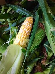 Profile for Corn Crib Roadside Stands