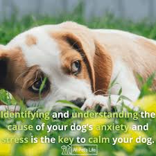 Need to know if it's okay for me to give my dog trazodone 150 mg (fireworks make him extra nervous) if he's currently on gabapentin 300 mg 2 x/day & galliprant 60 mg for hip dysplasia. Trazodone For Dogs Guide How It Works Dosage Side Effects All Pet S Life