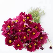 Cosmos Rubenza Flower Farm Annual Plants Plant Spacing