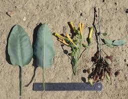 Image result for Nicotiana glauca