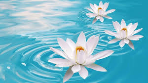 Immagine 1 / 4 cosa è fiori? Lotus Flower Water 4k Horizontal Sfondi Sfondi Del Desktop Bellissimi Sfondi