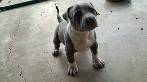 Pin On Puppies For Sale