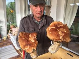 Le dr maman précise qu'il y a quelques possibilités distinctes, comme agrandir le plus petit des seins, réduire le plus gros, ou encore agrandir ou réduire les deux. Un Impressionnant Cepe De Bordeaux Trouve Dans Un Bois Pres De Honfleur Honfleur Infos