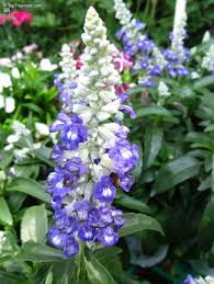 Image result for Salvia farinacea