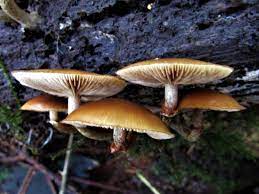 We did not find results for: Funeral Bell