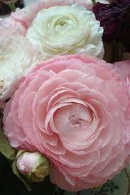 Ranunculus Flowers Garden Love Beautifulflowers Beautifulflowersromantic Ranunculus Flowers Flowers Pink Flowers