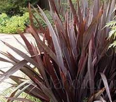 Phormium Tenax Purpureum Or Purple New Zealand Flax New Zealand Flax Plants Are Hardy And Drought Tolerant Some Can G Garden Plants Design Plants Flax Plant