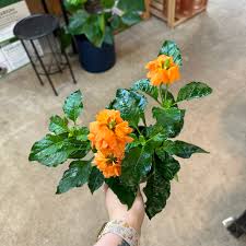 Image result for Crossandra pyrophila