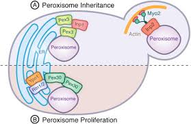Check spelling or type a new query. No Peroxisome Is An Island Peroxisome Contact Sites Sciencedirect