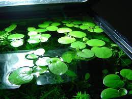 Amazon Frogbit Limnobium Laevigatum Excellent Floating Plant To Provide Shade And Cover For Fish And Hiding Pl Fish Plants Planted Aquarium Nature Aquarium