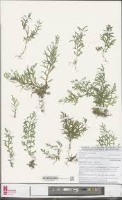 Image result for Selaginella kalbreyeri