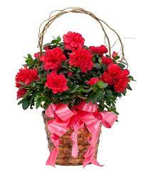 Graceful Azalea Flower Delivery Azalea Flower Beautiful Bouquet Of Flowers