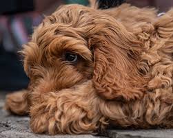 More cockapoo puppies / dog breeders and puppies in michigan. How Much Do Cockapoo Puppies Cost Real Examples Included
