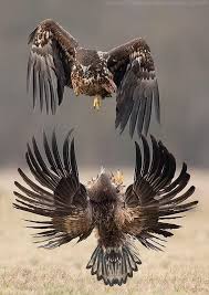 Pin By Mustafa On Mes Preferer Birds Of Prey Beautiful Birds Pet Birds
