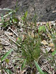 Image result for Schoenus