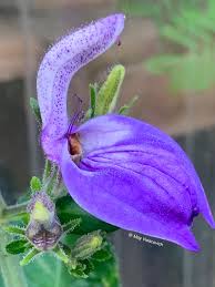 Image result for Brillantaisia owariensis