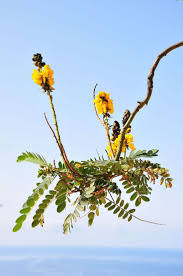 Epingle Sur Lointain