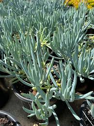 Image result for Senecio