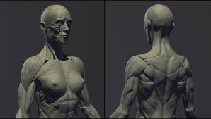 Muscle or ligament strains can occur from repeated use of the muscles, or from improperly or awkwardly lifting heavy objects. Artstation Female Anatomy Kit Mahdi Khouei In 2021 Female Anatomy Female Anatomy Reference Anatomy Sculpture