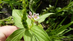 Image result for Spigelia anthelmia