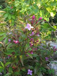 Image result for Pseuderanthemum ludovicianum