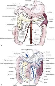 As dogs are man's best friends, it's essential to learn everything about them, including dog leg anatomy. Stomach Veterian Key