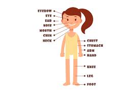 Vocabulary list by opposites (or antonyms). Cartoon Little Girl Vocabulary Of Human Body Parts Vector Set By Microvector Thehungryjpeg Com