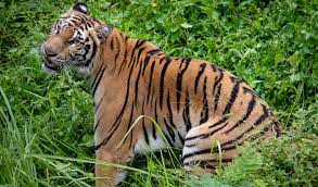 Prasasti batutulis menuliskan bahwa prabu siliwangi dinobatkan dua kali. Hasil Riset Maung Dalam Mitologi Masyarakat Pasundan Wislah Com