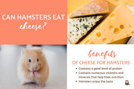 But if you have both a hamster and a cat then there is no harm in giving your hamster one or two pieces very occasionally but nothing more than that. Can Hamsters Eat Cheese Toxic Or Beneficial