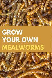 How To Grow Mealworms For Chickens Raising Mealworms At Home The Hen S Loft Meal Worms Raising Meal Worms Mealworm Farm