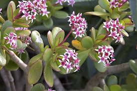Maybe you would like to learn more about one of these? Crassula Jade And More Details Photos And Varieties